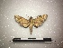  ( - BC-MNHN-LEP00323)  @11 [ ] Copyright (2019) Rodolphe Rougerie Muséum national d'Histoire naturelle, Paris