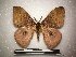  ( - RROU00484)  @11 [ ] Copyright (2019) Rodolphe Rougerie Muséum national d'Histoire naturelle, Paris
