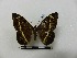  ( - BC-MNHN-LEP00005)  @11 [ ] CreativeCommons - Attribution (2018) Rodolphe Rougerie Museum national d'Histoire naturelle