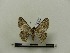  ( - BC-MNHN-LEP00012)  @11 [ ] CreativeCommons - Attribution (2018) Rodolphe Rougerie Museum national d'Histoire naturelle