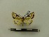  ( - BC-MNHN-LEP00023)  @11 [ ] CreativeCommons - Attribution (2018) Rodolphe Rougerie Museum national d'Histoire naturelle