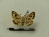  ( - BC-MNHN-LEP00026)  @11 [ ] CreativeCommons - Attribution (2018) Rodolphe Rougerie Museum national d'Histoire naturelle