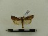  ( - BC-MNHN-LEP00044)  @11 [ ] CreativeCommons - Attribution (2018) Rodolphe Rougerie Museum national d'Histoire naturelle