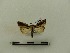  ( - BC-MNHN-LEP00045)  @11 [ ] CreativeCommons - Attribution (2018) Rodolphe Rougerie Museum national d'Histoire naturelle