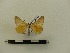  ( - BC-MNHN-LEP00049)  @11 [ ] CreativeCommons - Attribution (2018) Rodolphe Rougerie Museum national d'Histoire naturelle