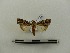  ( - BC-MNHN-LEP00060)  @11 [ ] CreativeCommons - Attribution (2018) Rodolphe Rougerie Museum national d'Histoire naturelle