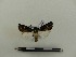  ( - BC-MNHN-LEP00065)  @11 [ ] CreativeCommons - Attribution (2018) Rodolphe Rougerie Museum national d'Histoire naturelle
