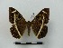  ( - BC-MNHN-LEP00077)  @11 [ ] CreativeCommons - Attribution (2018) Rodolphe Rougerie Museum national d'Histoire naturelle