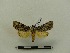  ( - BC-MNHN-LEP00078)  @11 [ ] CreativeCommons - Attribution (2018) Rodolphe Rougerie Museum national d'Histoire naturelle
