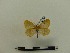  (Cropera testacea - BC-MNHN-LEP00091)  @11 [ ] CreativeCommons - Attribution (2018) Rodolphe Rougerie Museum national d'Histoire naturelle