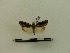  ( - BC-MNHN-LEP00093)  @11 [ ] CreativeCommons - Attribution (2018) Rodolphe Rougerie Museum national d'Histoire naturelle