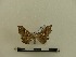  (Xenimpia fletcheri - BC-MNHN-LEP00094)  @11 [ ] CreativeCommons - Attribution (2018) Rodolphe Rougerie Museum national d'Histoire naturelle