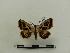  ( - BC-MNHN-LEP00098)  @11 [ ] CreativeCommons - Attribution (2018) Rodolphe Rougerie Museum national d'Histoire naturelle