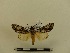  ( - BC-MNHN-LEP00103)  @11 [ ] CreativeCommons - Attribution (2018) Rodolphe Rougerie Museum national d'Histoire naturelle