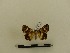  ( - BC-MNHN-LEP00122)  @11 [ ] CreativeCommons - Attribution (2018) Rodolphe Rougerie Museum national d'Histoire naturelle