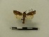  ( - BC-MNHN-LEP00137)  @11 [ ] CreativeCommons - Attribution (2018) Rodolphe Rougerie Museum national d'Histoire naturelle
