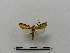  ( - BC-MNHN-LEP00139)  @11 [ ] CreativeCommons - Attribution (2018) Rodolphe Rougerie Museum national d'Histoire naturelle