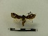  ( - BC-MNHN-LEP00141)  @11 [ ] CreativeCommons - Attribution (2018) Rodolphe Rougerie Museum national d'Histoire naturelle