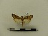  ( - BC-MNHN-LEP00142)  @11 [ ] CreativeCommons - Attribution (2018) Rodolphe Rougerie Museum national d'Histoire naturelle