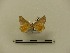  ( - BC-MNHN-LEP00144)  @11 [ ] CreativeCommons - Attribution (2018) Rodolphe Rougerie Museum national d'Histoire naturelle