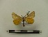  ( - BC-MNHN-LEP00145)  @11 [ ] CreativeCommons - Attribution (2018) Rodolphe Rougerie Museum national d'Histoire naturelle
