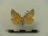  ( - BC-MNHN-LEP00146)  @11 [ ] CreativeCommons - Attribution (2018) Rodolphe Rougerie Museum national d'Histoire naturelle