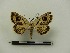  ( - BC-MNHN-LEP00149)  @11 [ ] CreativeCommons - Attribution (2018) Rodolphe Rougerie Museum national d'Histoire naturelle