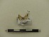  (Pasiphila derasata - BC-MNHN-LEP00154)  @11 [ ] CreativeCommons - Attribution (2018) Rodolphe Rougerie Museum national d'Histoire naturelle
