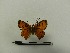  ( - BC-MNHN-LEP00164)  @11 [ ] CreativeCommons - Attribution (2018) Rodolphe Rougerie Museum national d'Histoire naturelle