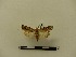  ( - BC-MNHN-LEP00198)  @11 [ ] CreativeCommons - Attribution (2018) Rodolphe Rougerie Museum national d'Histoire naturelle