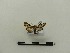  ( - BC-MNHN-LEP00201)  @11 [ ] CreativeCommons - Attribution (2018) Rodolphe Rougerie Museum national d'Histoire naturelle