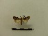  ( - BC-MNHN-LEP00202)  @11 [ ] CreativeCommons - Attribution (2018) Rodolphe Rougerie Museum national d'Histoire naturelle