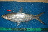  ( - NHPC-21401)  @11 [ ] by-nc-sa (2025) Herve Tjomb Universite de Ngaoundere