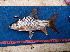  ( - NHPC-KI4602)  @11 [ ] by-nc-sa (2025) Herve Tjomb Universite de Ngaoundere