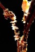  (Catriona casha - EFBCTC01)  @11 [ ] CreativeCommons - Attribution Non-Commercial No Derivatives (2015) J. Toms Stellenbosch University