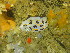  ( - ELOHD03)  @11 [ ] CreativeCommons - Attribution Non-Commercial No Derivatives (2014) Evania Snyman Elite SCUBA, Port Elizabeth
