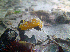  ( - KNYDV01)  @11 [ ] CreativeCommons - Attribution Non-Commercial No Derivatives (2016) L. Claassens & J. Toms Stellenbosch University