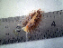  (Facelina olivacea - KNYFO01)  @11 [ ] CreativeCommons - Attribution Non-Commercial No Derivatives (2016) L. Claassens & J. Toms Stellenbosch University