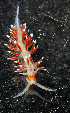  (Cratena cf. capensis - MSBCC01)  @11 [ ] CreativeCommons - Attribution Non-Commercial No Derivatives (2015) Jessica Toms Stellenbosch University