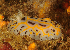  (Halgerda dichromis - NATHD01)  @11 [ ] CreativeCommons - Attribution Non-Commercial No Derivatives (2015) Valda Fraser Stellenbosch University