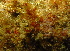  ( - SODPM01)  @11 [ ] CreativeCommons - Attribution Non-Commercial No Derivatives (2015) Jessica Toms Stellenbosch University