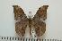  ( - BC-Basq1229)  @14 [ ] Copyright (2010) Unspecified Research Collection of Patrick Basquin
