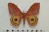  ( - BC-Basq 1487)  @14 [ ] Copyright (2010) Unspecified Research Collection of Patrick Basquin