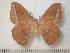  (Maltagorea rostaingi - BC-Basq0822)  @14 [ ] Copyright (2010) Unspecified Research Collection of Patrick Basquin
