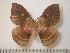  ( - BC-Basq0859)  @14 [ ] Copyright (2010) Unspecified Research Collection of Patrick Basquin
