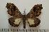  ( - BC-Basq0909)  @14 [ ] Copyright (2010) Unspecified Research Collection of Patrick Basquin