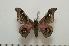  ( - BC-Basq0941)  @12 [ ] Copyright (2010) Unspecified Research Collection of Patrick Basquin