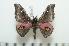  ( - BC-Basq0947)  @14 [ ] Copyright (2010) Unspecified Research Collection of Patrick Basquin