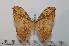  (Pselaphelia aurata - BC-Basq 2247)  @14 [ ] Copyright (2010) Unspecified Research Collection of Patrick Basquin