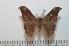  ( - BC-Basq 2264)  @14 [ ] Copyright (2010) Unspecified Research Collection of Patrick Basquin